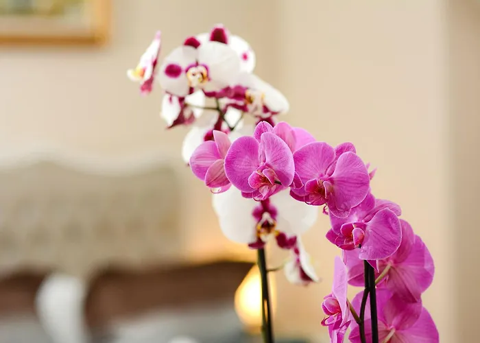 Recital Отель Стамбул