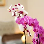 Recital Hotel Estambul