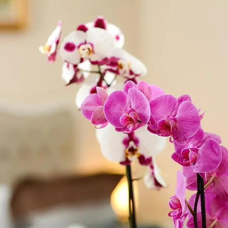 Recital Hotel Istanbul